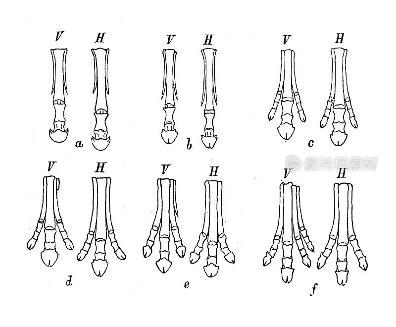 仿古生物动物学图像:马属，上颌河马，原hippus, Miohippus, Mesohippus, Orohippus的脚(前面和后面)